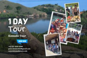 1 day komodo tour